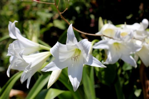 nature flower flora