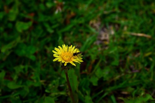 nature plant flower