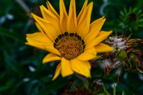 nature plant flower