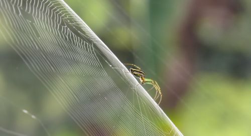 nature outdoors insect