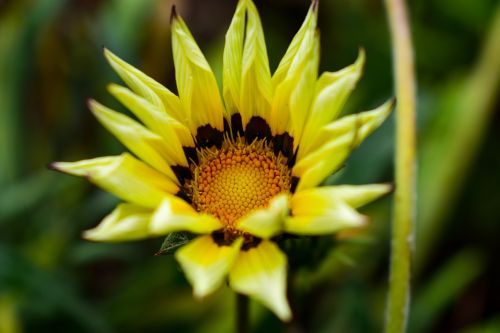 nature plant flower