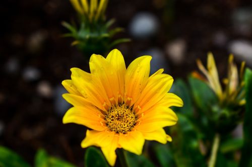 nature flower plant