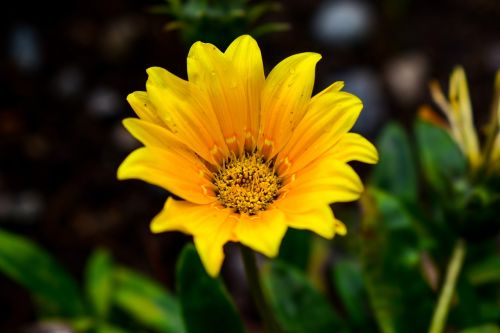 nature flower plant