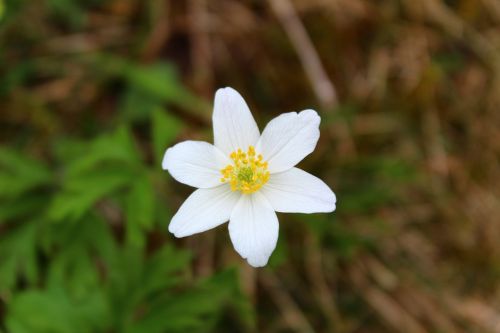 nature flower plant