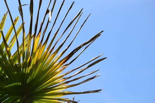 nature plant tree