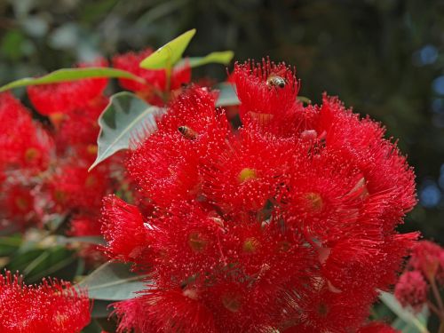 nature leaf flora