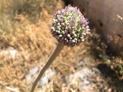 nature plant flower