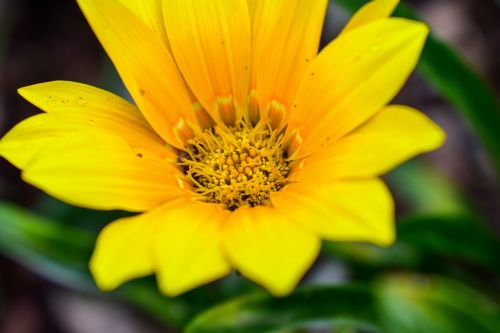 nature plant flower