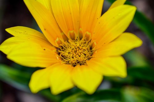 nature flower plant