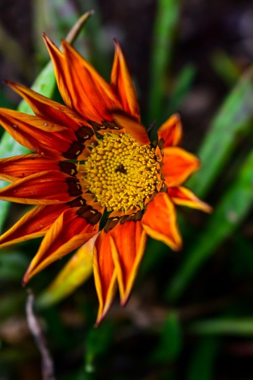 nature flower plant