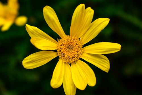 nature summer plant