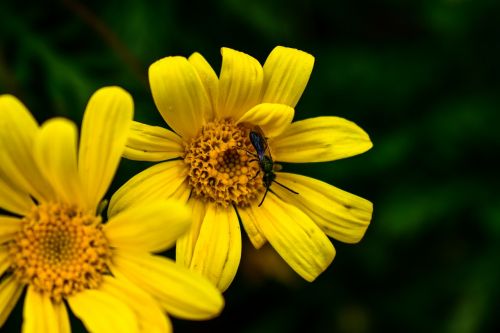 nature flower plant