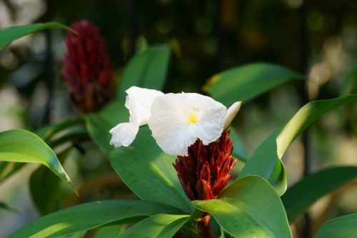 nature flower leaf