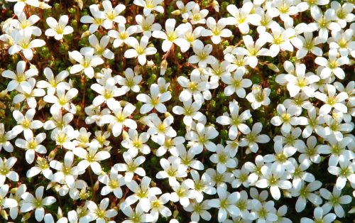 nature white flowers bed