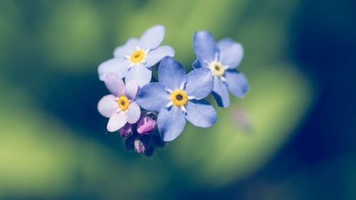 nature flower plant