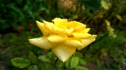 nature leaf flora