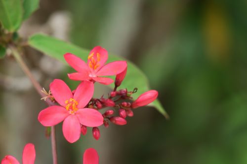 nature flower plant