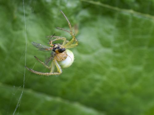 nature spider insect