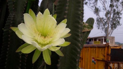 nature flower flora