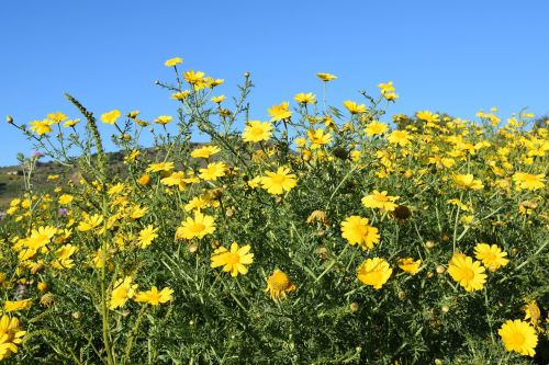 nature flower summer