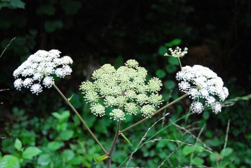 nature flower plant