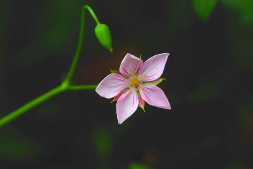 nature flowers plants