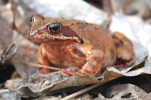 nature animals amphibians bezogonowe