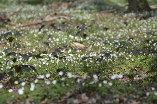 nature plant wood anemone