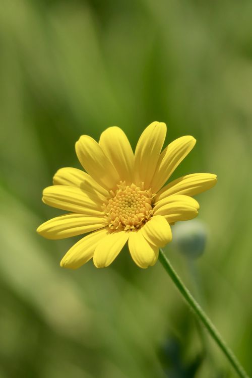 nature plant flower