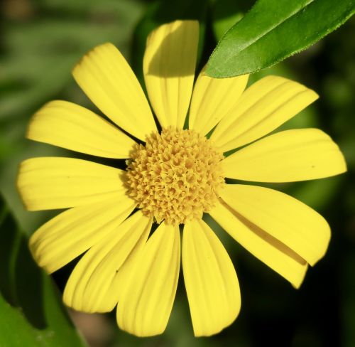 nature plant flower