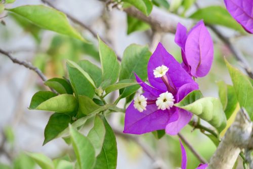 nature leaf plant