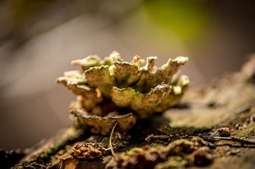 nature wood plant