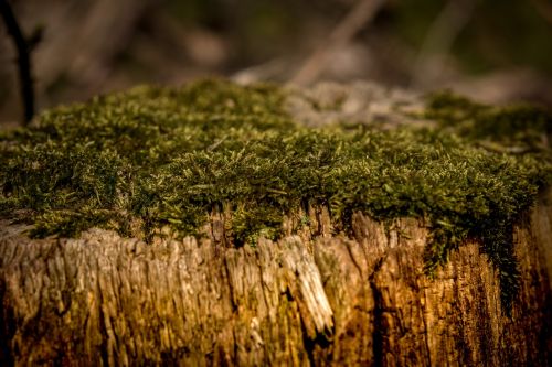 nature wood growth