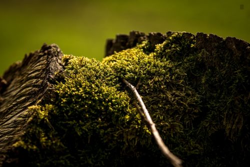 nature tree plant