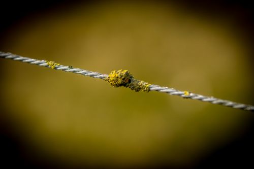 nature barbed wire dawn