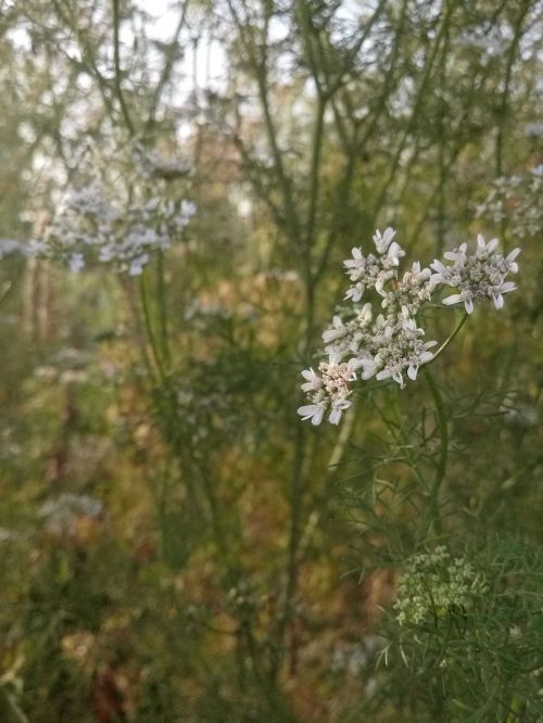 nature flora flower