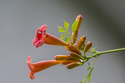 nature flower plant