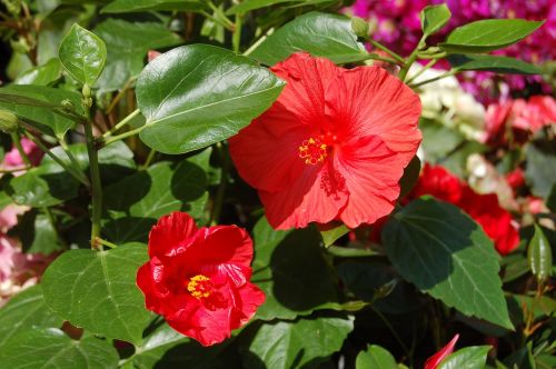 nature flower leaf