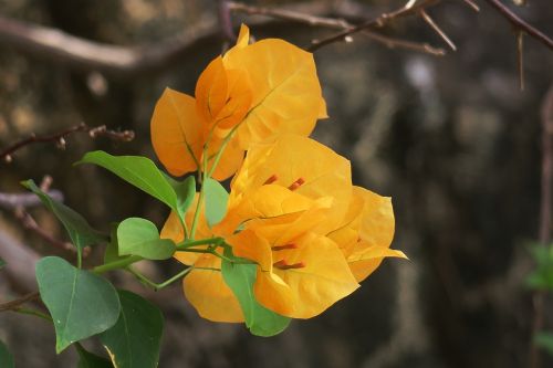 nature plant leaf