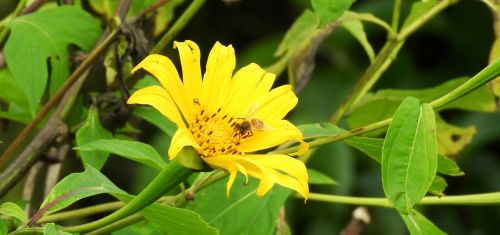 nature plant summer