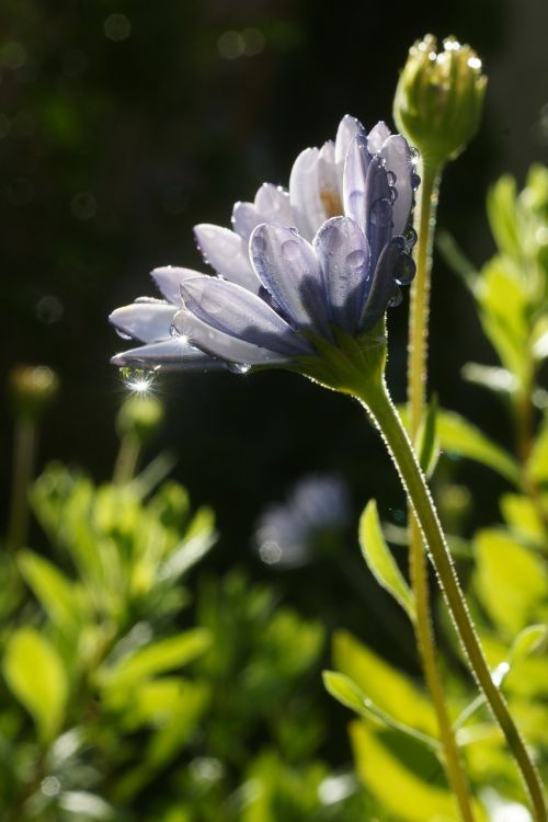 nature flower flora