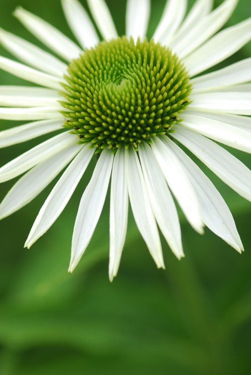 nature flower plant