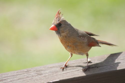 nature bird wildlife