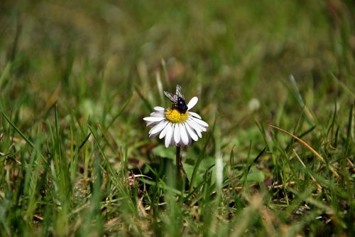 nature grass plant