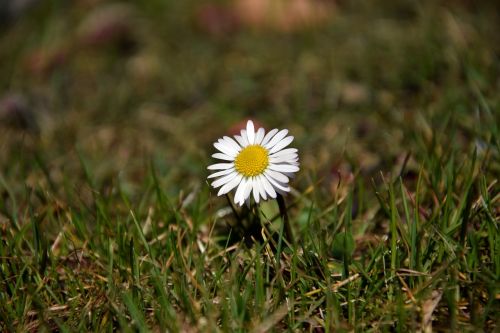 nature grass plant