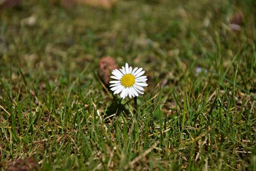 nature grass plant