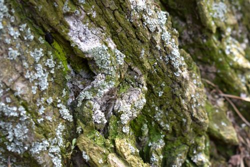 nature tree moss