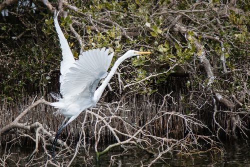 nature waters wildlife