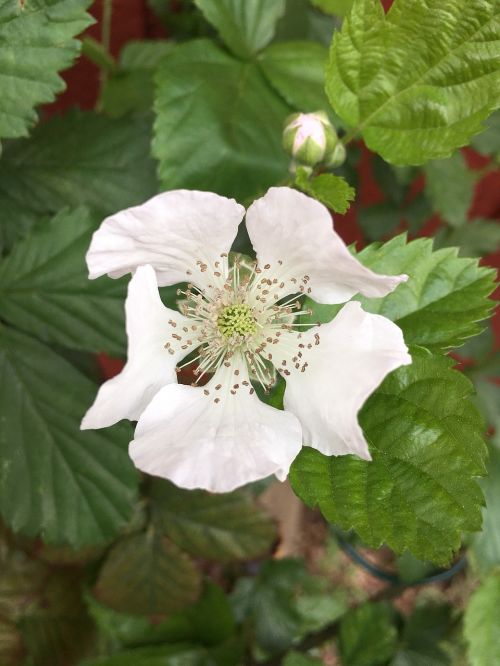 nature leaf flora