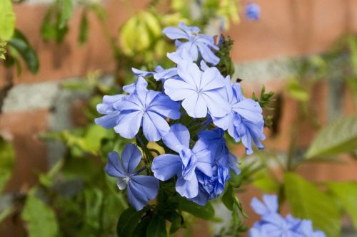 nature plant flower